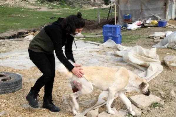 Komşusu, üniversiteli Fatma'nın köpeğini vurdu, 'Aynısını sana da yaparım' diye tehdit etti