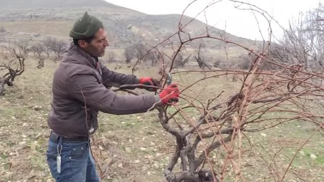 Mevsim normallerinin üzerindeki sıcaklık nedeniyle üzüm bağları erken budandı