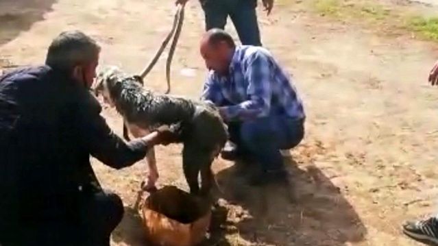Uyuz Kopege Motor Yagi Ile Tedavi Son Dakika