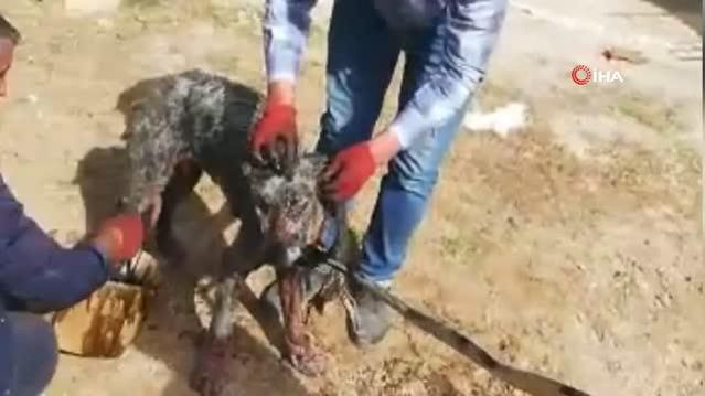 Uyuz Kopege Motor Yagi Ile Tedavi Son Dakika