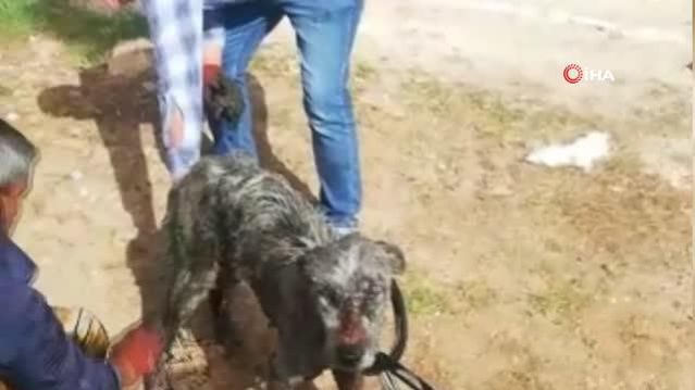 Uyuz Kopege Motor Yagi Ile Tedavi Son Dakika