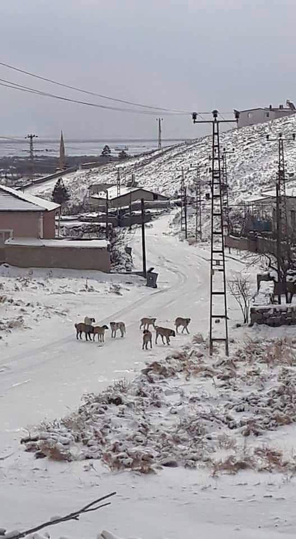 Yeşilhisar\'da köpek sürüleri vatandaşı korkutuyor
