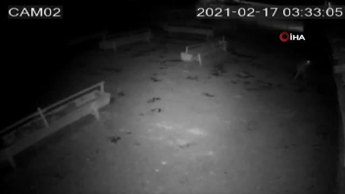 Aç kalan kurt ağıldaki koyunlara böyle saldırdı