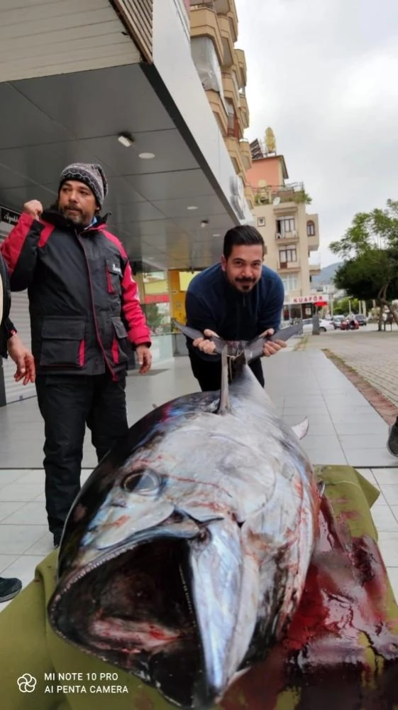 Antalya'da balıkçının oltasına 85 kiloluk orkinos takıldı