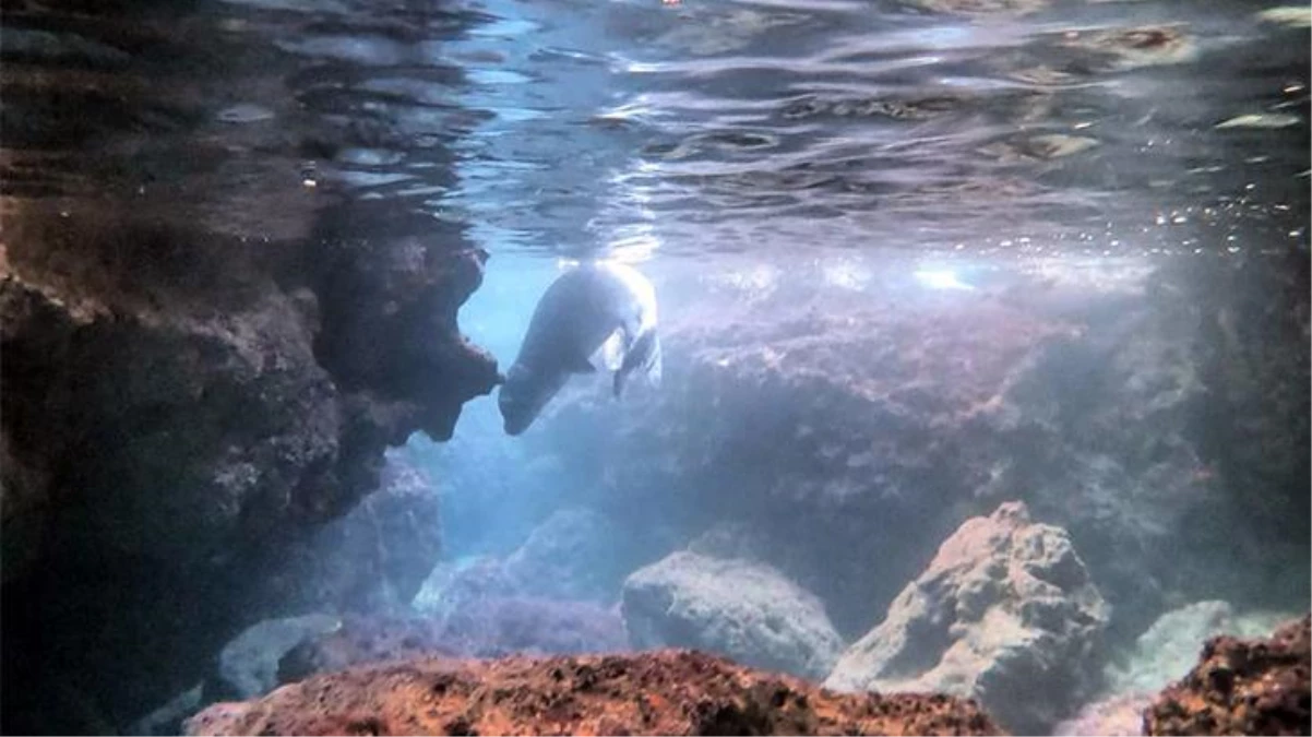 Deniz dibinde temizlik yaparken, nesli tehlike altındaki Akdeniz fokunu görüntüledi