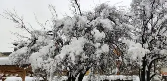 Erken çiçek açan meyve ağaçları kar altında kaldı