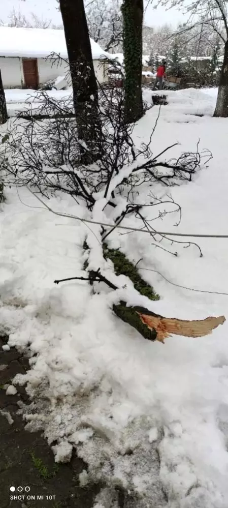 Erken çiçek açan meyve ağaçları kar altında kaldı