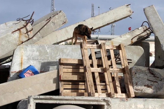 İzmir'in cesur köpekleri göreve hazır