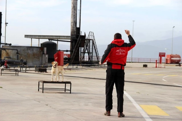 İzmir'in cesur köpekleri göreve hazır