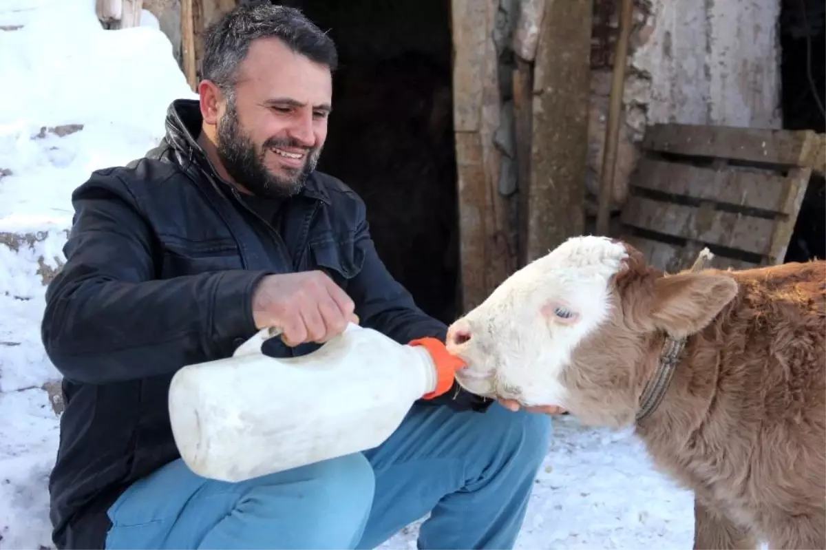 Jandarma ekiplerinin doğurttuğu buzağıya 'Çilekeş' ismini verdi