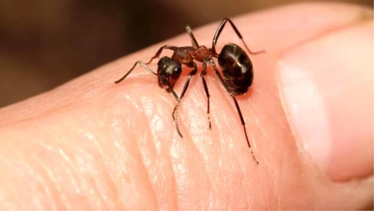 Karınca Isırığı Nasıl Olur ve Nasıl Anlaşılır? Karınca Isırığı Nasıl Geçer ve Ne İyi Gelir