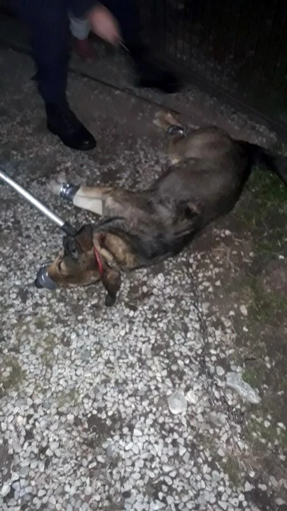 Köpeğin saldırdığı vatandaşı Jandarma kurtardı