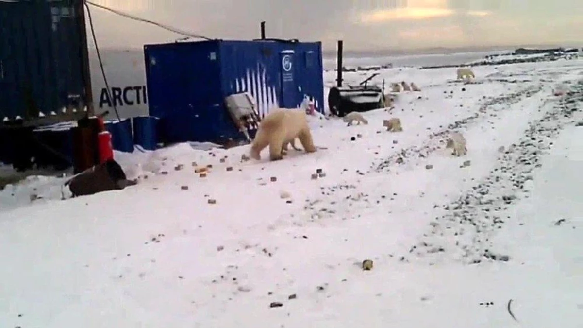 Rusya\'da şantiyelere inen kutup ayıları paniğe neden oldu