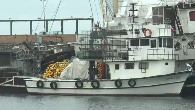 Tekirdağlı balıkçılar Marmara'ya açılmak için deniz salyasının bitmesini bekliyor