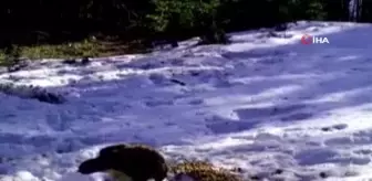 Yırtıcıların yemlerini yedikleri anlar fotokapana yansıdı