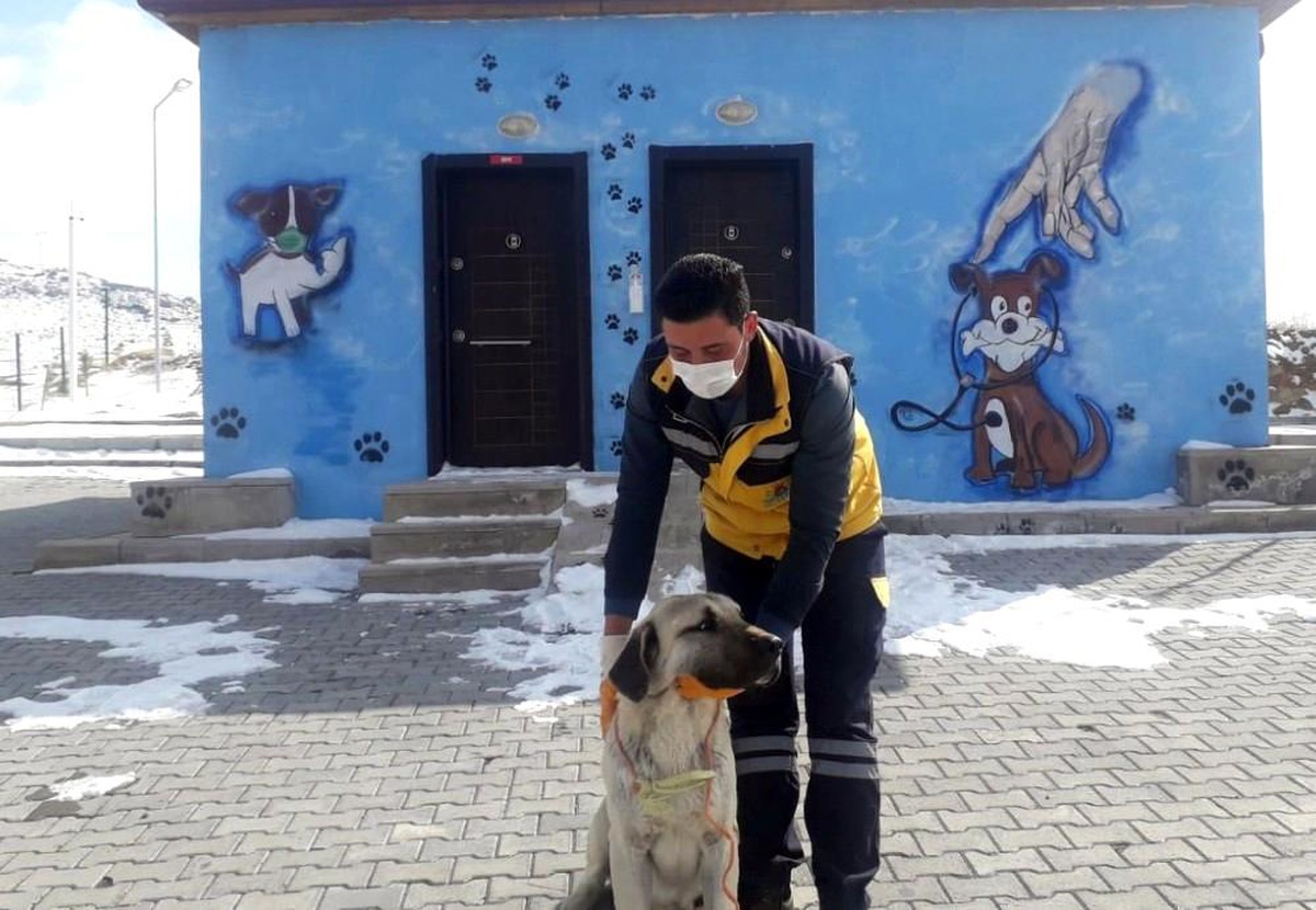 Gözleri görmeyen köpeğe Nevşehir Belediyesi sahip çıktı