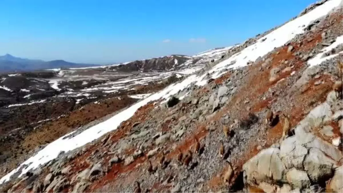 Kaçak avcılıkla mücadele ve besin desteği, yaban keçisi popülasyonunu artırdı