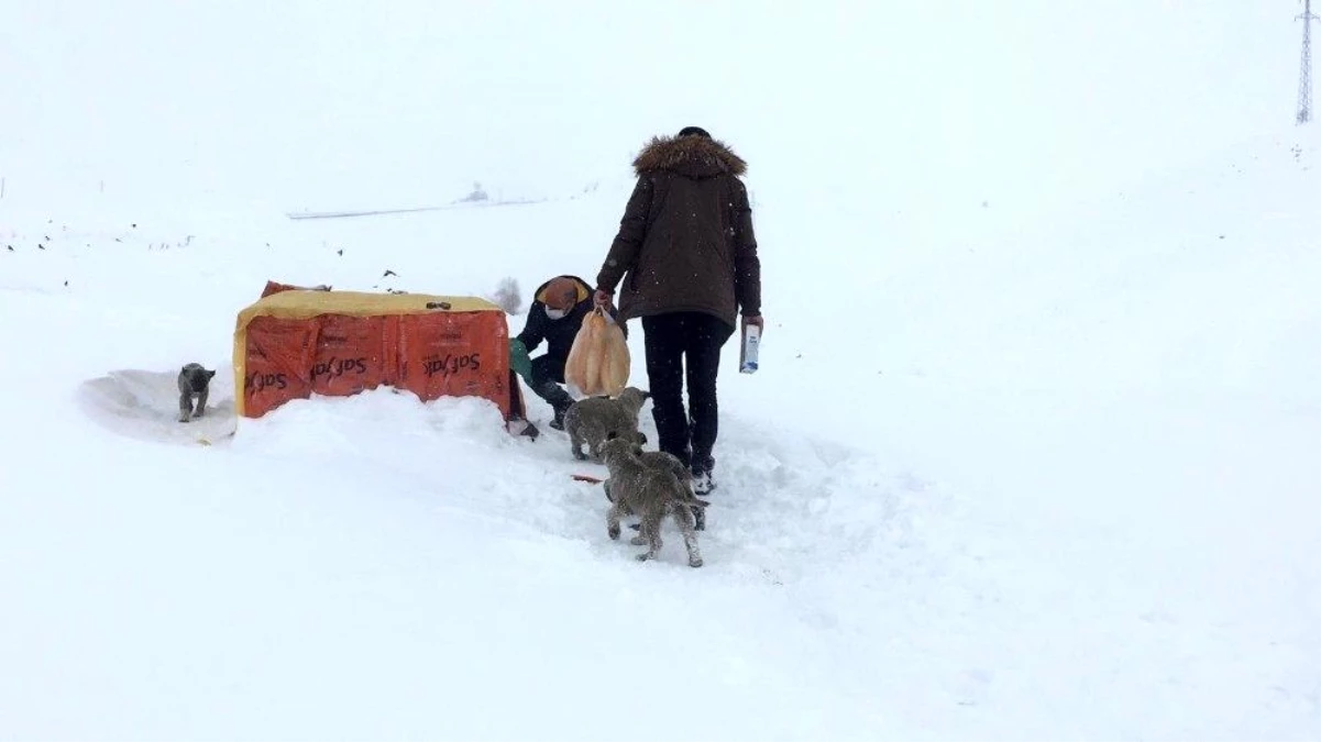 Kış gününde içleri ısıtan, \'insanlık ölmemiş\' dedirten davranış...Yol kenarındaki yavru köpekler için kulübe yaptı