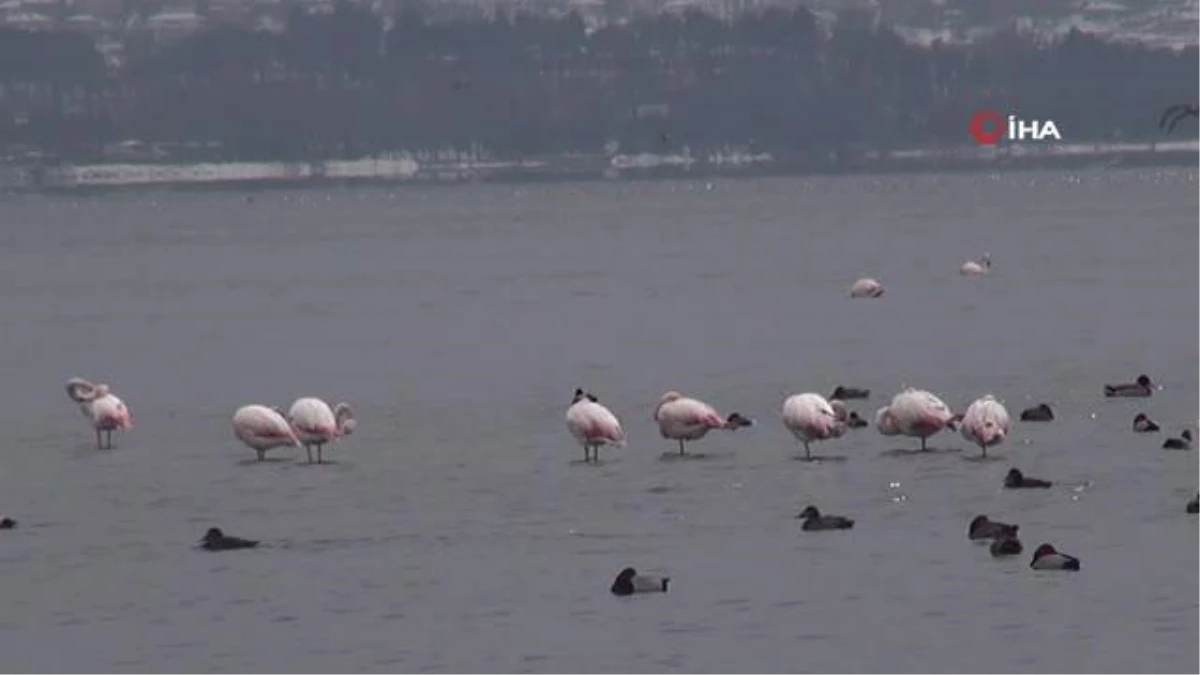 Körfez\'i renklendiren flamingolar, kışın keyfini sürüyor