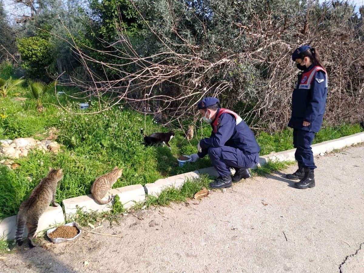 Jandarma ekipleri, kısıtlamada sokak hayvanlarını unutmuyor