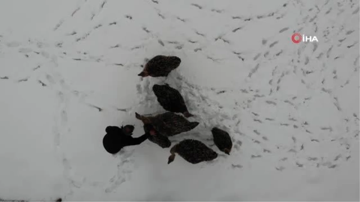 Yavru deve kuşları kar yeme yarışı yaptı