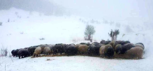Artvin'de karda mahsur kalan çobanlar ve sürülerini kurtarıldı