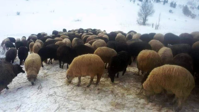 Artvin'de karda mahsur kalan çobanlar ve sürülerini kurtarıldı