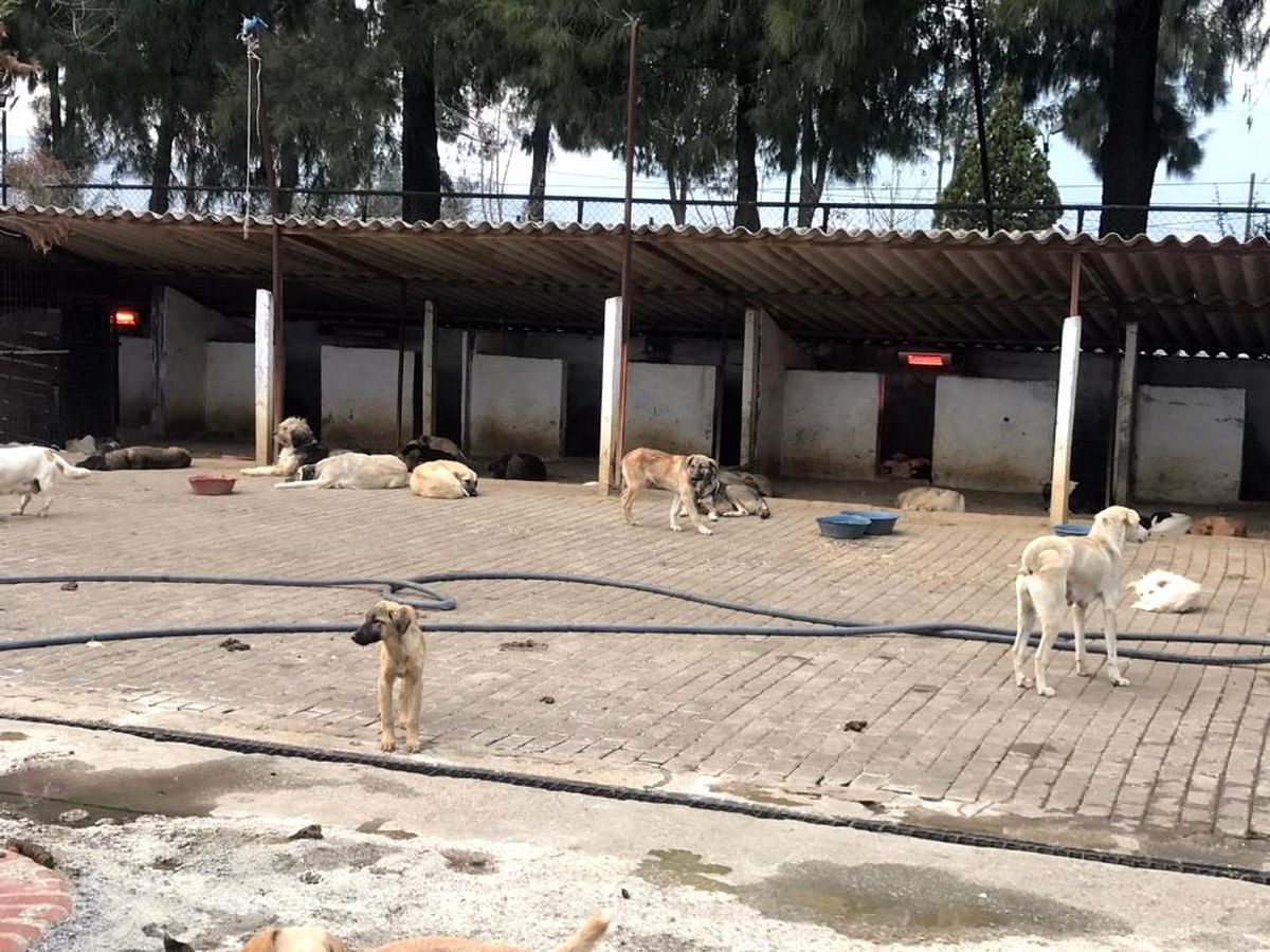 Aydın\'da sokak hayvanları artık üşümeyecek