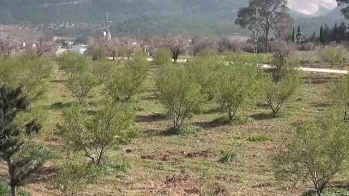 Badem çağlası hasadına başlandı