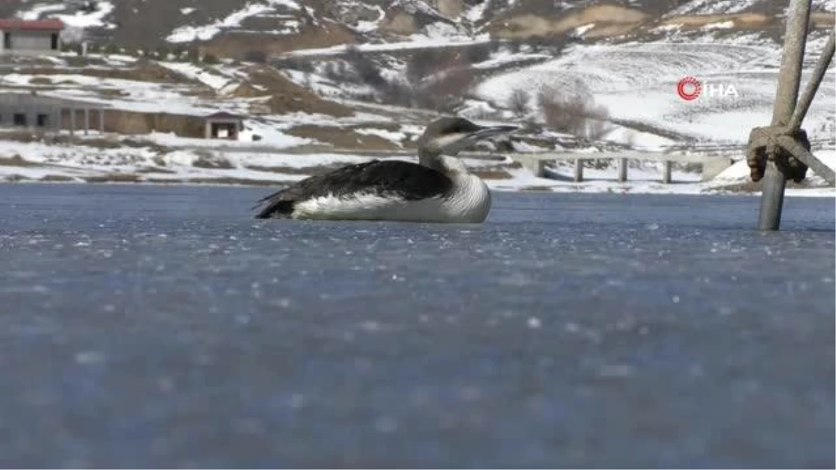 İtfaiye ekipleri buz tutan gölde donmak üzere olan kuşu kurtardı