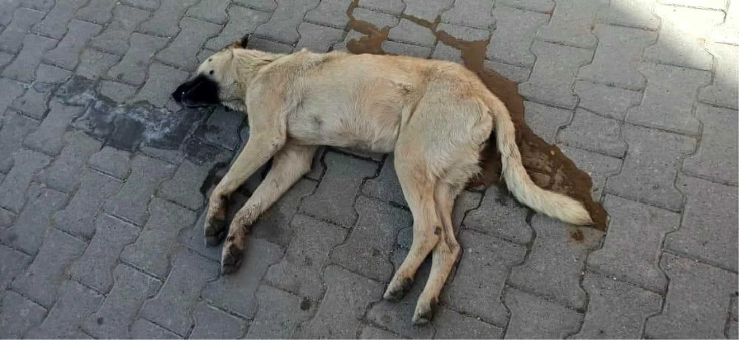 Son Dakika | Nevşehir\'deki köpek katili yakalandı