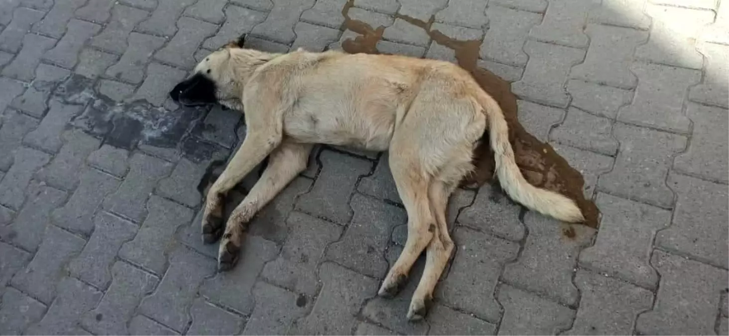 Son Dakika | Nevşehir\'deki köpek katili yakalandı