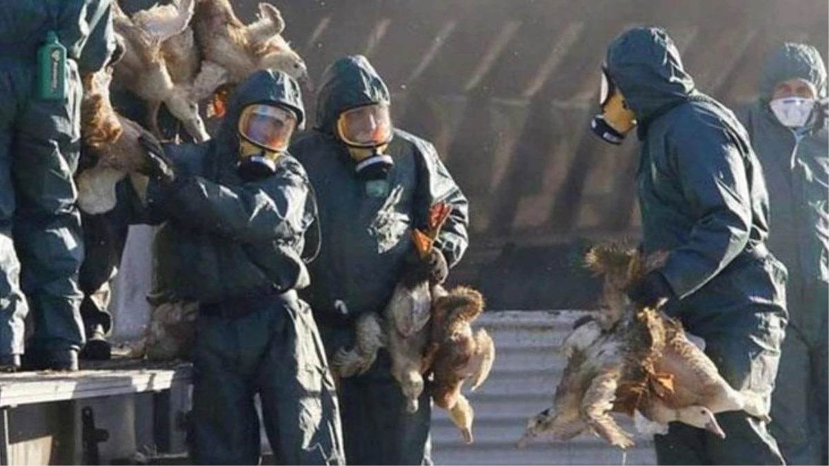 Rusya ve Cezayir\'den sonra İran\'da da kuş gribi alarmı! Yüz binlerce hayvan telef edildi