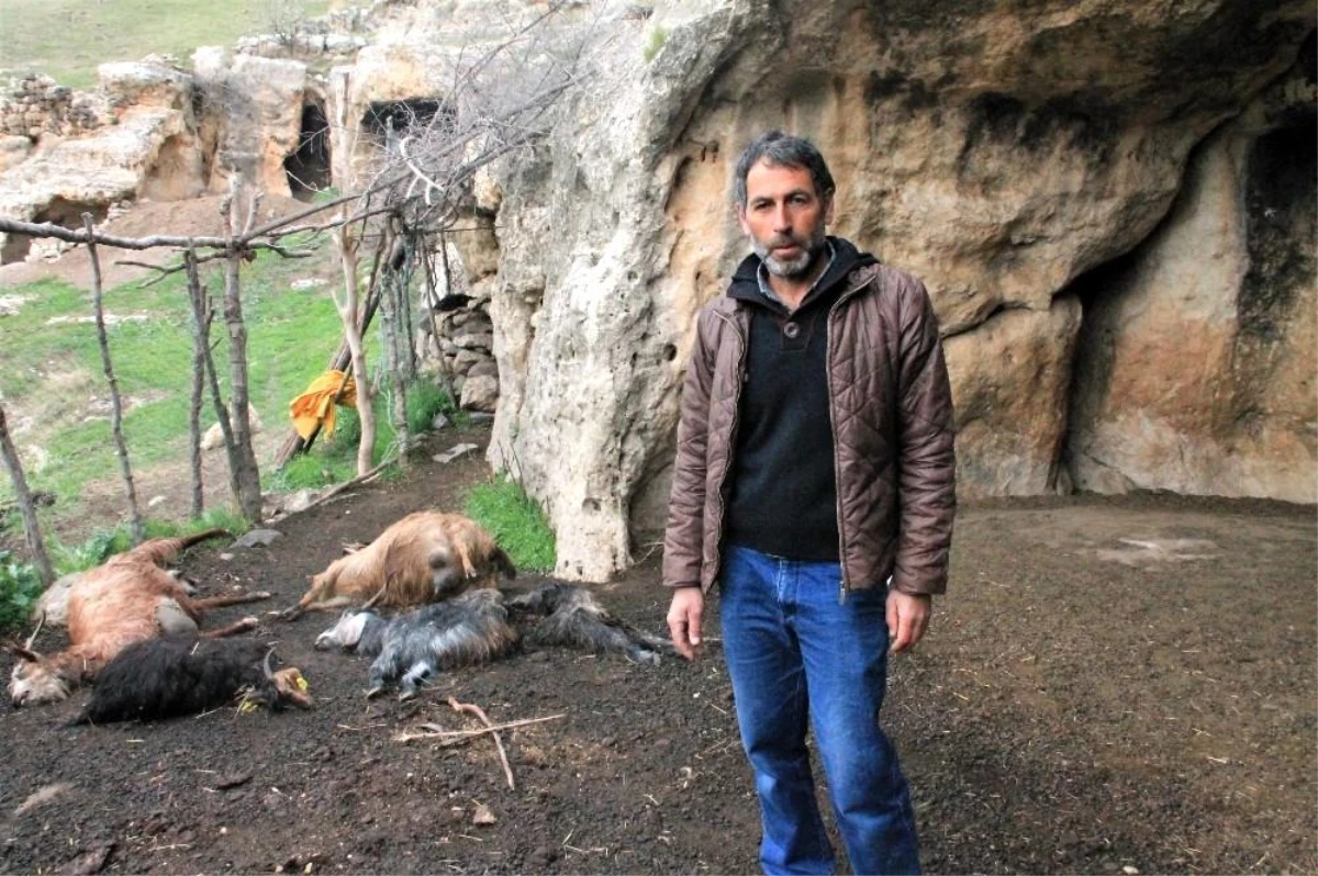 Şırnak\'ta keçi sürüsüne kurt saldırdı: 25 hayvan telef oldu, 15\'i yaralandı