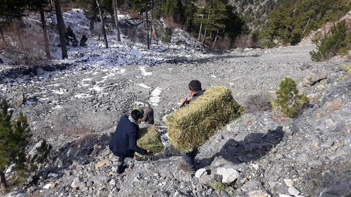 Sokak hayvanları Alanya Belediyesi ile güvende