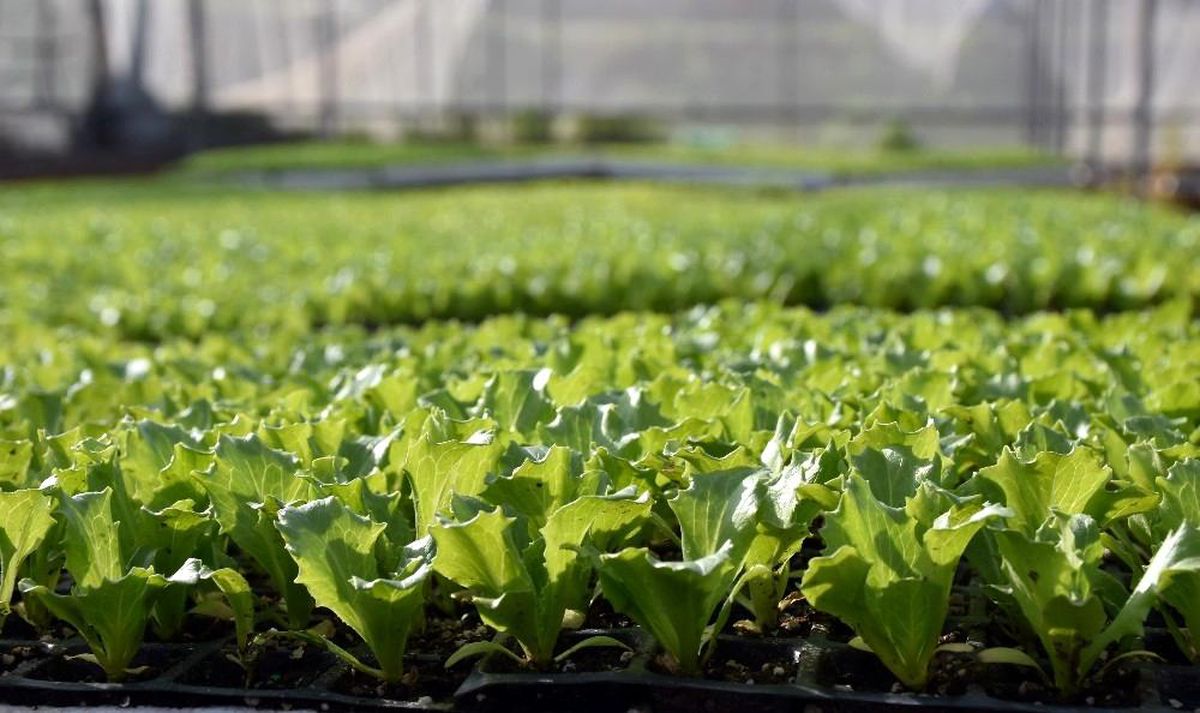 Tarsus Belediyesi, 1 milyon Tarsus Kıvırcığı fidesini ücretsiz dağıtacak