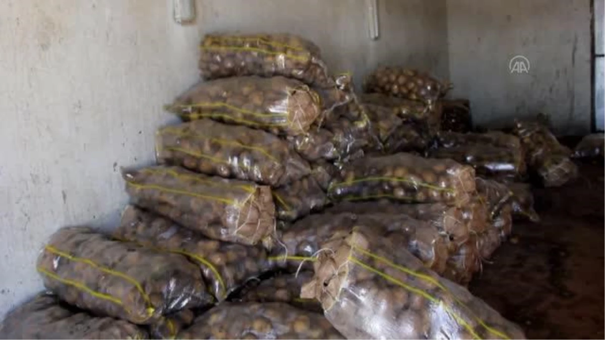 Zara Belediyesi ihtiyaç sahibi 260 aileye patates yardımında bulundu