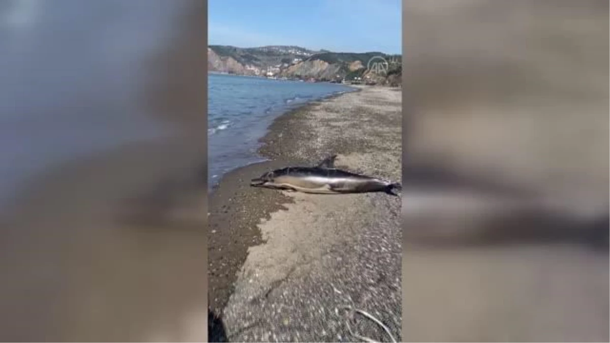 ZONGULDAK - Ölü yunus karaya vurdu