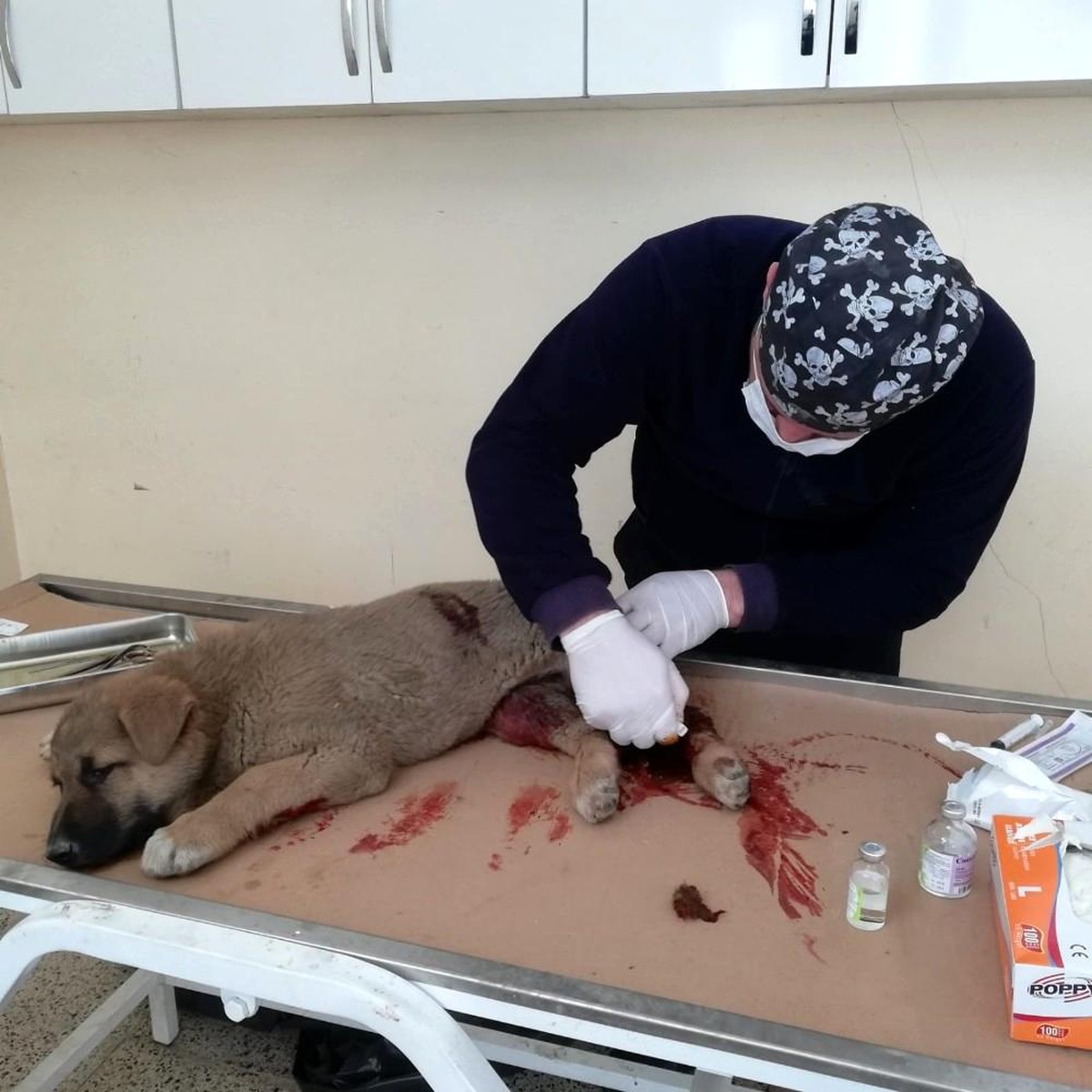 Aracın çarptığı yavru köpek tedavi altına alındı