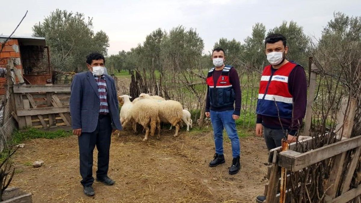 Son dakika haberleri... Ayvacık\'ta çalınan 6 koyun jandarma ekiplerince bulundu