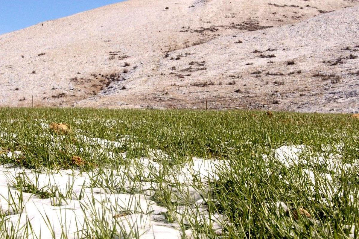 Büyükşehirin Elmalı ve Korkuteli\'deki ata tohumları çimlendi
