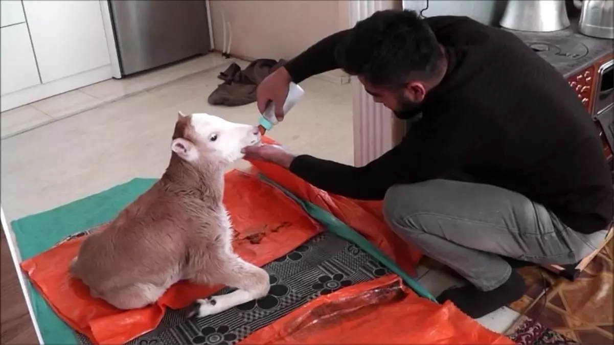 Erken doğan buzağısına üşümesin diye evinde bakıyor