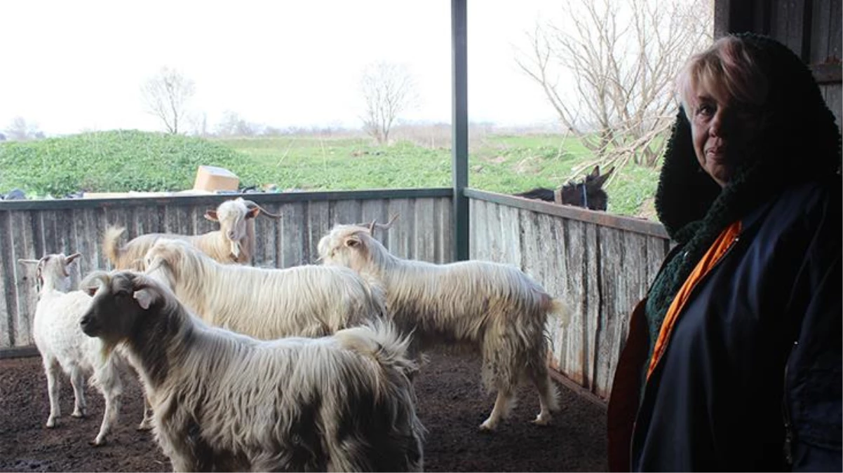 Kesime gidecek hamile keçileri satın alan hayvansever, ne etlerinden ne de sütlerinden faydalanıyor