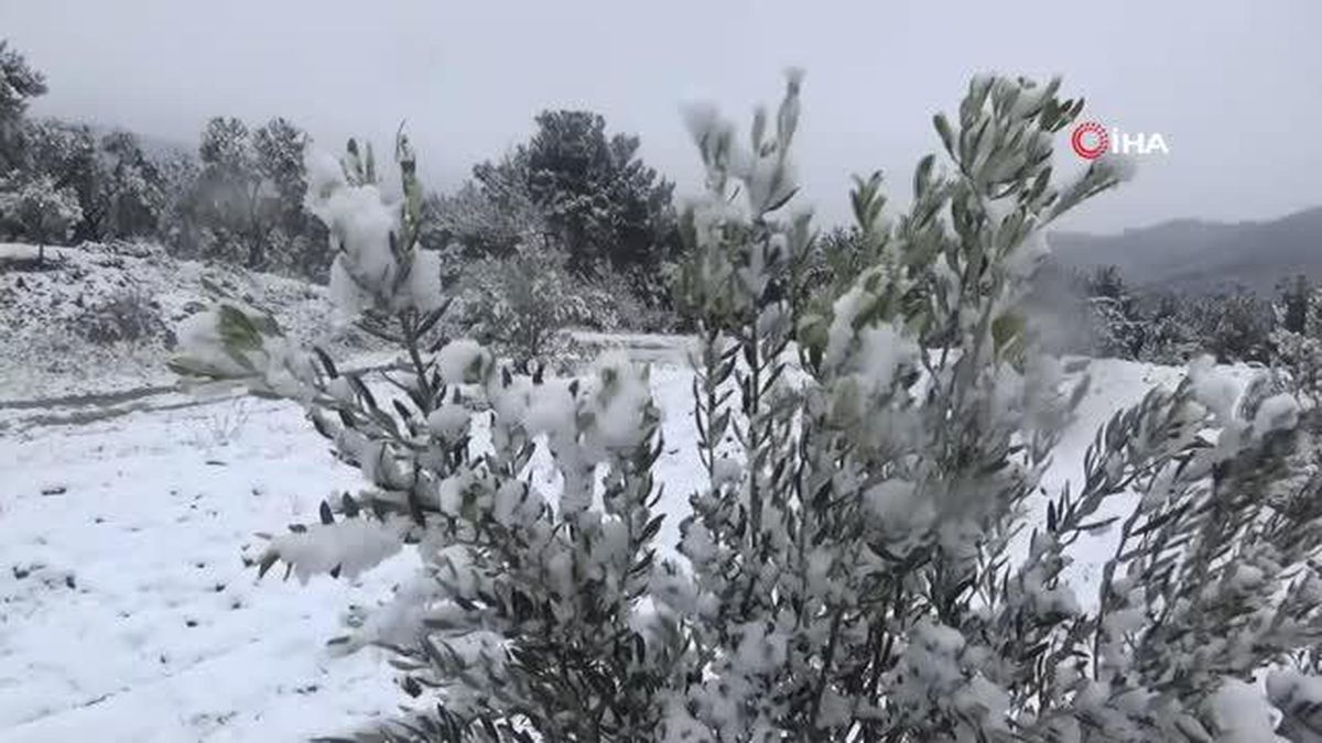 (Özel) Zeytin ağacının soğuk havaya da ihtiyacı var