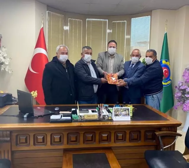 Sezonun ilk turfanda şeftalisi Tarsus'ta hasat edildi Sezonun ilk turfanda şeftalisi Tarsus'ta hasat edildi