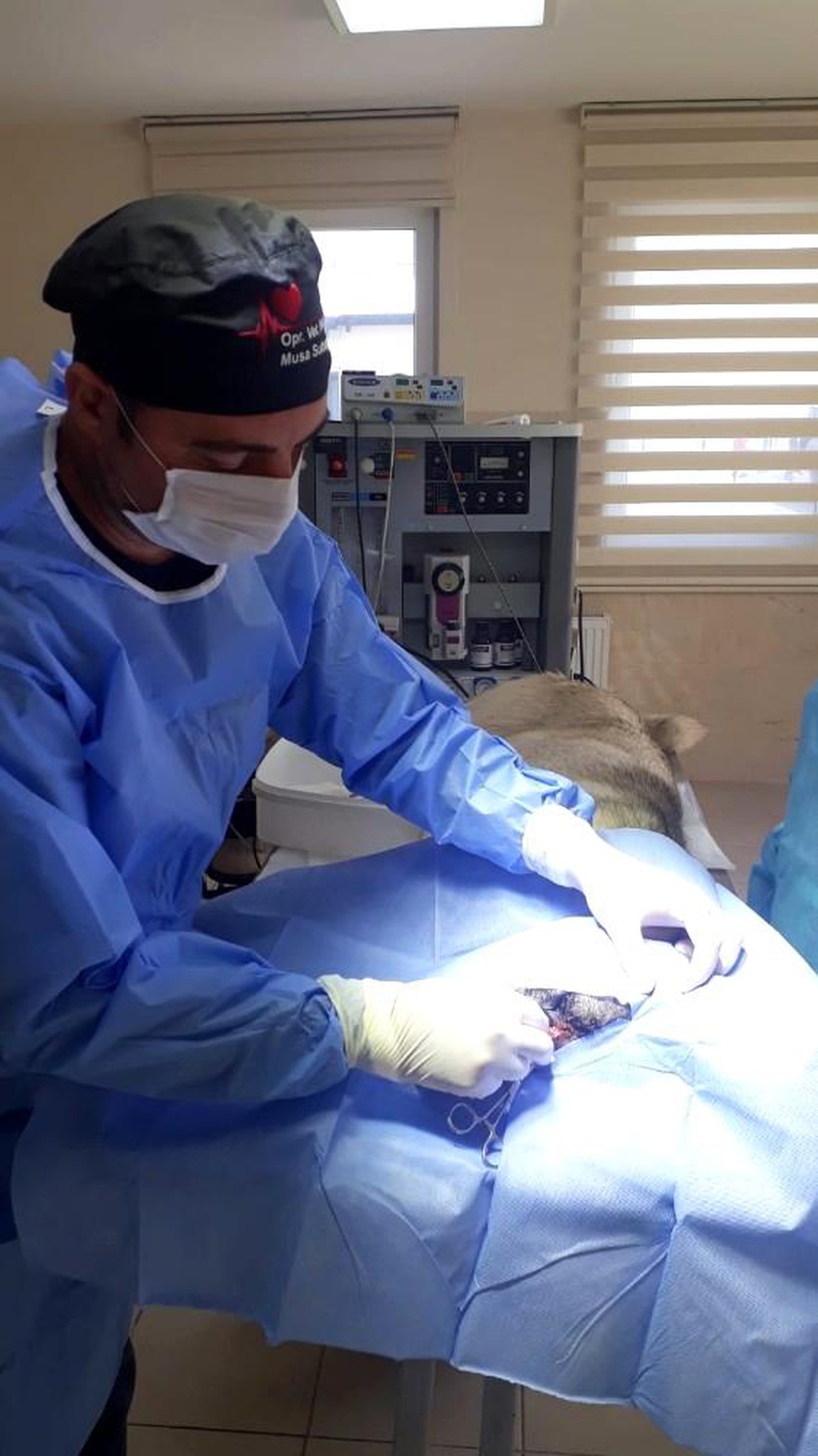 Yaralı köpek barınakta tedavi altına alındı