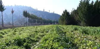 Adabahçe'de kış hasadı