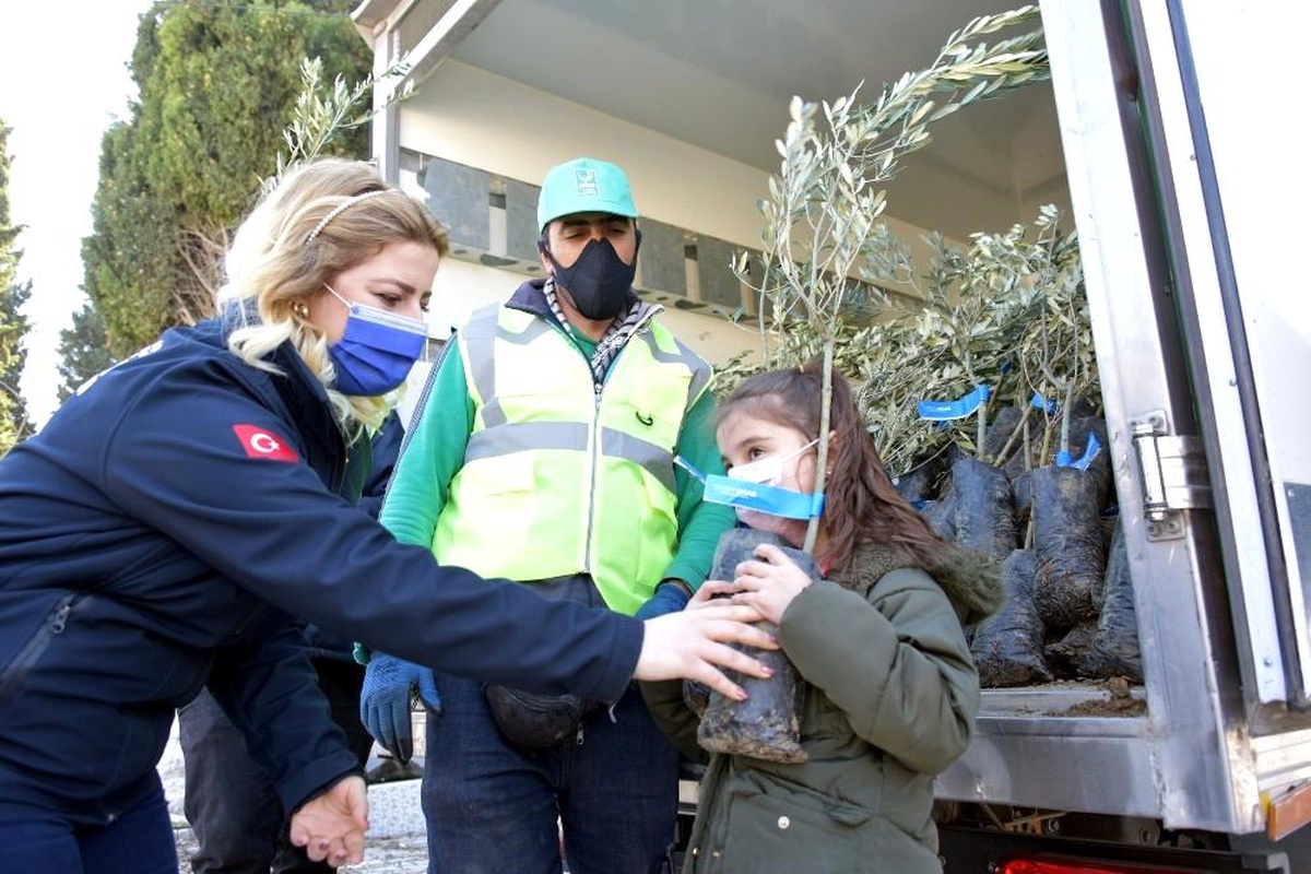 Aliağa Belediyesinin zeytin fidanı dağıtımları sürüyor