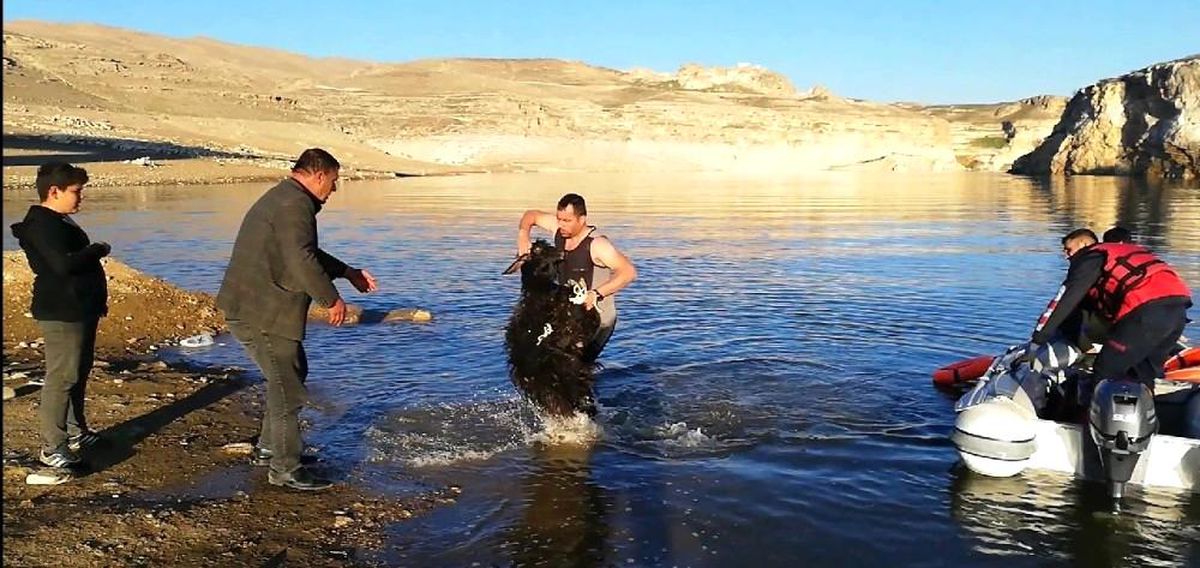 Son Dakika | Batman\'da kayalıklarda mahsur kalan keçileri kurtarmak için botla karşıya geçtiler