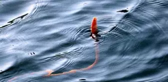 Çanakkale'de istavrit avına çıkan balıkçıların ağına 'Yılan kurdu balığı' takıldı